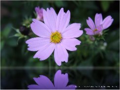 サンプルイメージ